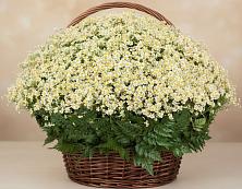 Цветочная композиция из Ромашки в корзине #REPLACE_PRED# Пено